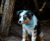 Mini Aussie Puppies For Sale Simply Southern Pups
